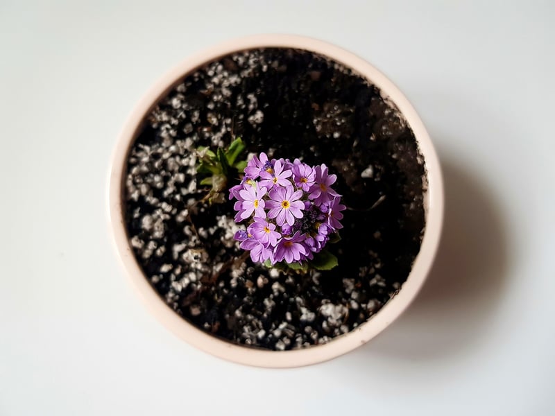 Biodegradable Pots